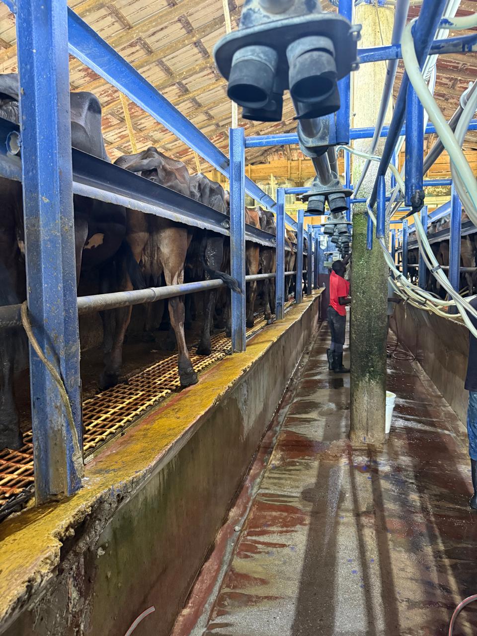 Producción de leche