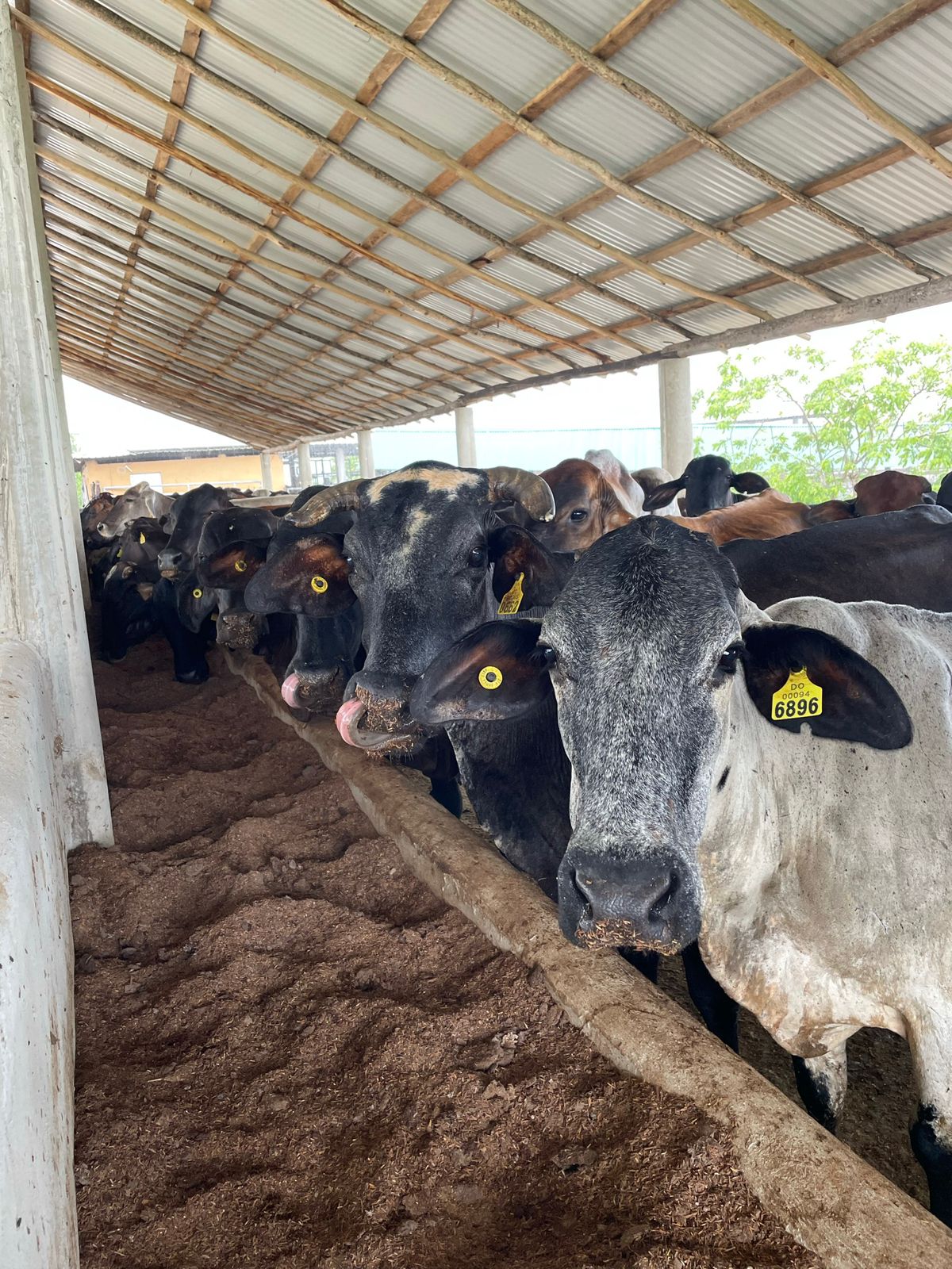 Ganado alimentándose